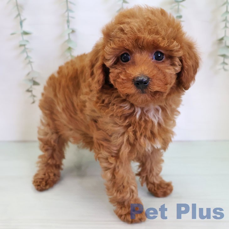 トイ・プードル