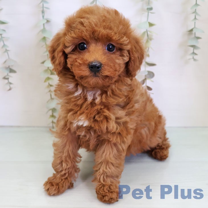 トイ・プードル