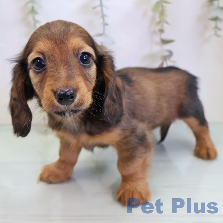 カニーンヘン・ダックスフンド