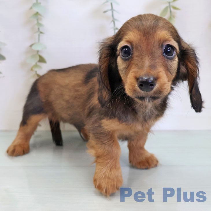 カニーンヘン・ダックスフンドの写真2