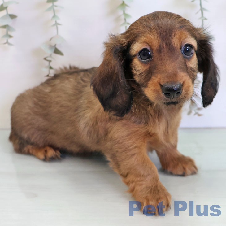 カニーンヘン・ダックスフンド