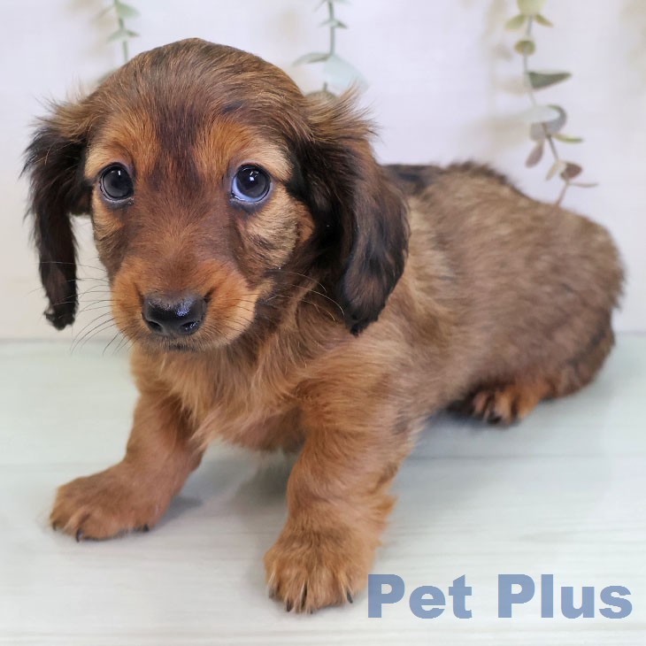 カニーンヘン・ダックスフンドの写真2