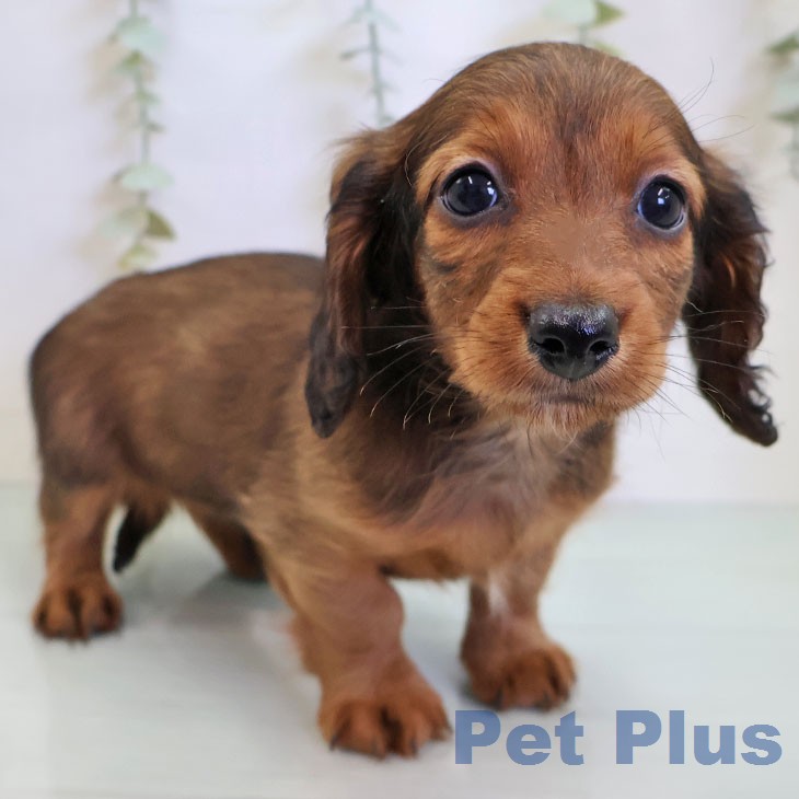 カニーンヘン・ダックスフンド