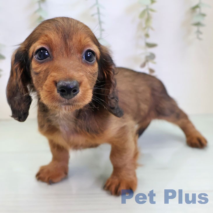 カニーンヘン・ダックスフンドの写真2