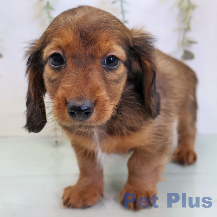 カニーンヘン・ダックスフンド