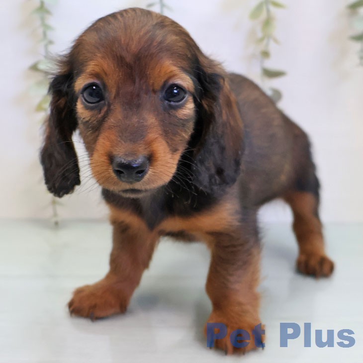 カニーンヘン・ダックスフンド