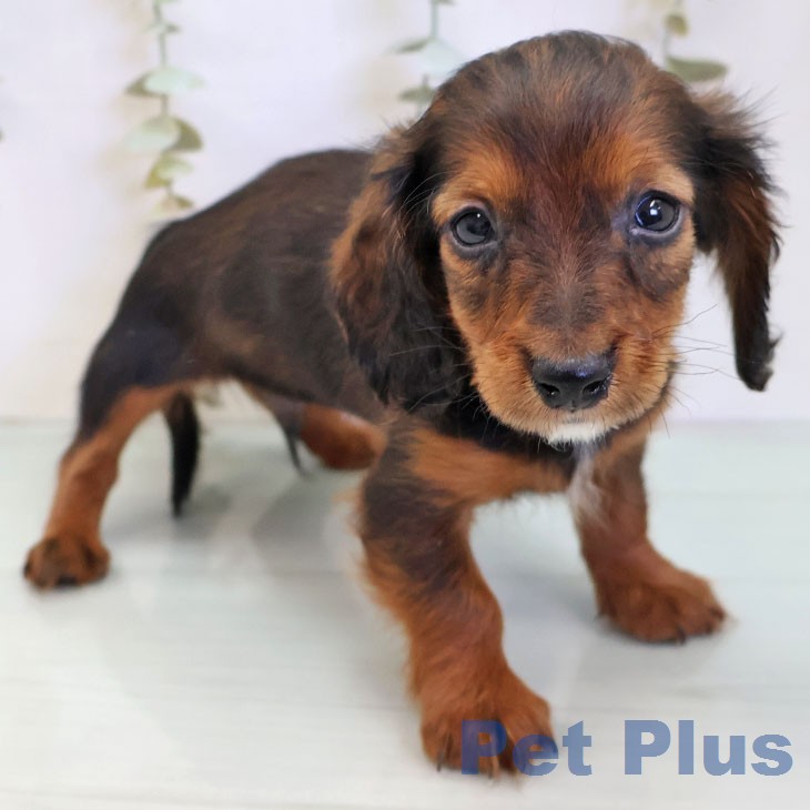 カニーンヘン・ダックスフンド