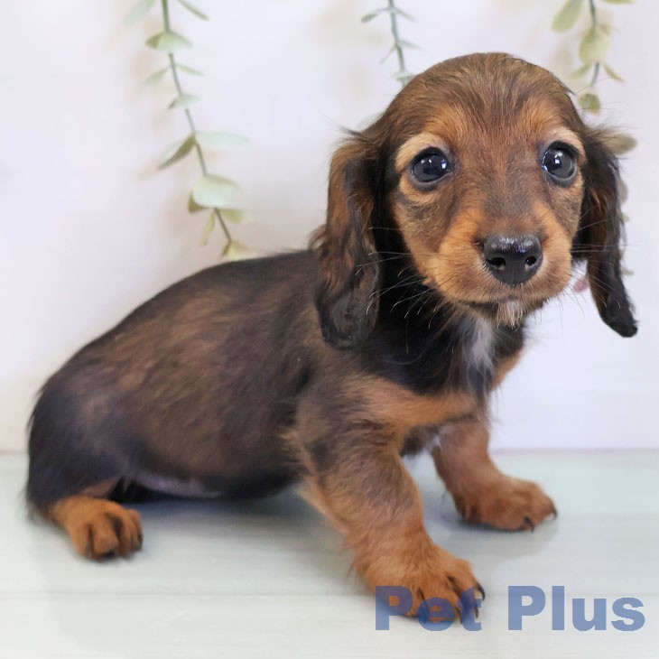 カニーンヘン・ダックスフンド