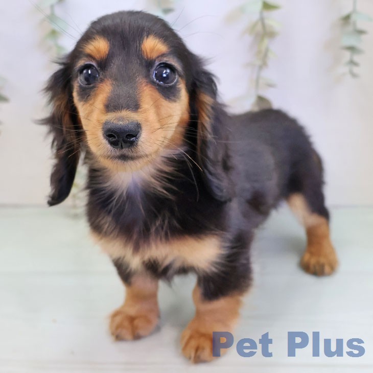 ミニチュア・ダックスフンド