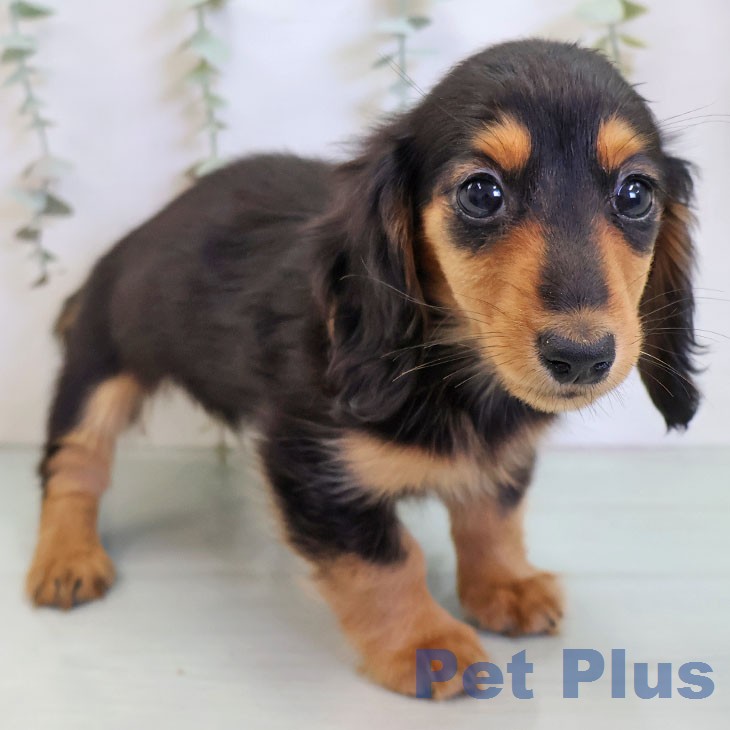 ミニチュア・ダックスフンドの写真2