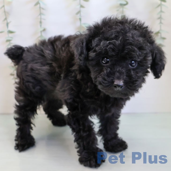 トイ・プードル