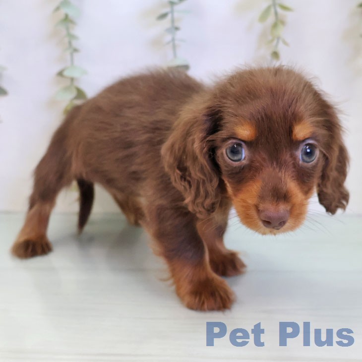 カニーンヘン・ダックスフンドの写真2