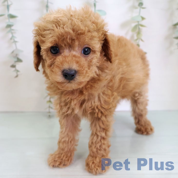 トイ・プードル