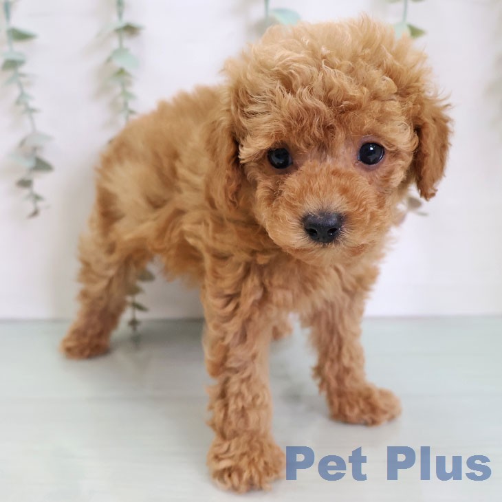 トイ・プードルの写真2