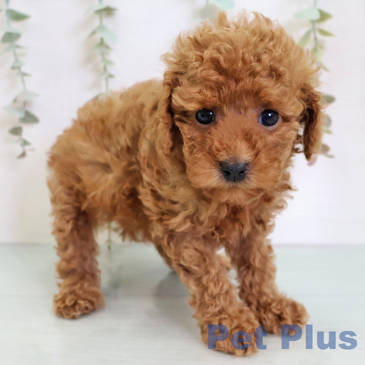 トイ・プードル