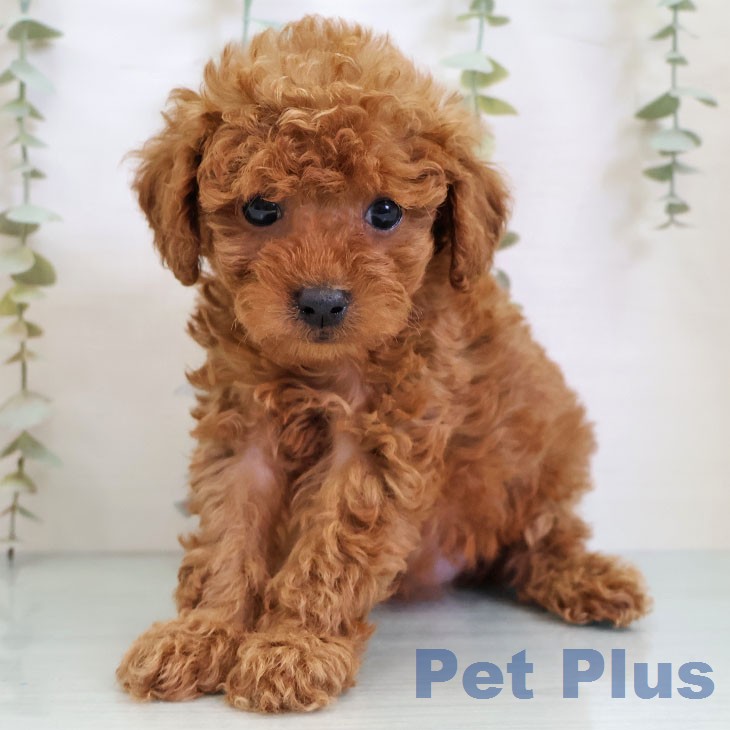 トイ・プードル