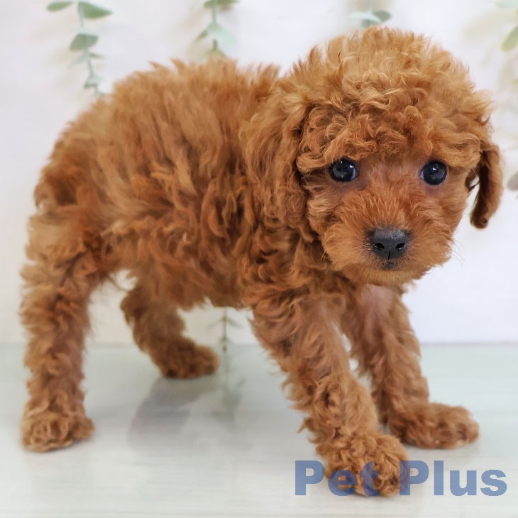 トイ・プードルの写真2