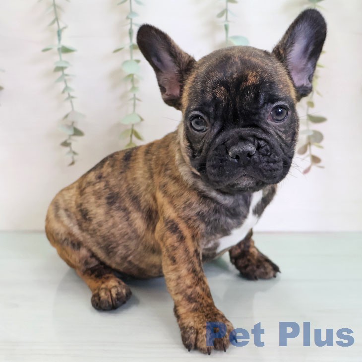 福岡県のフレンチブルドッグ (ペットプラス ららぽーと福岡店/2025年12月17日生まれ/男の子/ブリンドル)の子犬の1枚目の画像