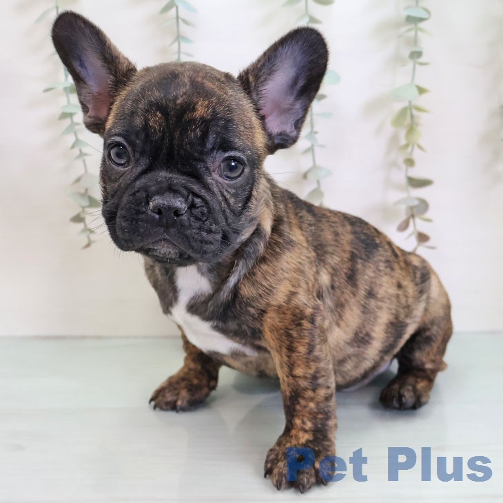 福岡県のフレンチブルドッグ (ペットプラス ららぽーと福岡店/2025年12月17日生まれ/男の子/ブリンドル)の子犬の2枚目の画像