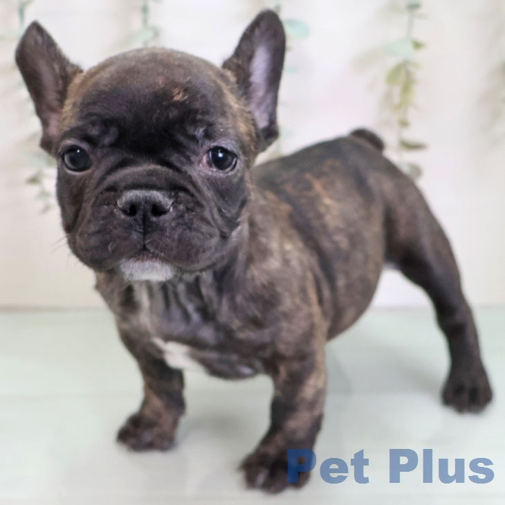 フレンチ・ブルドッグ