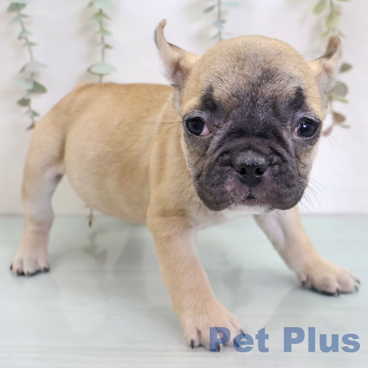 フレンチ・ブルドッグ