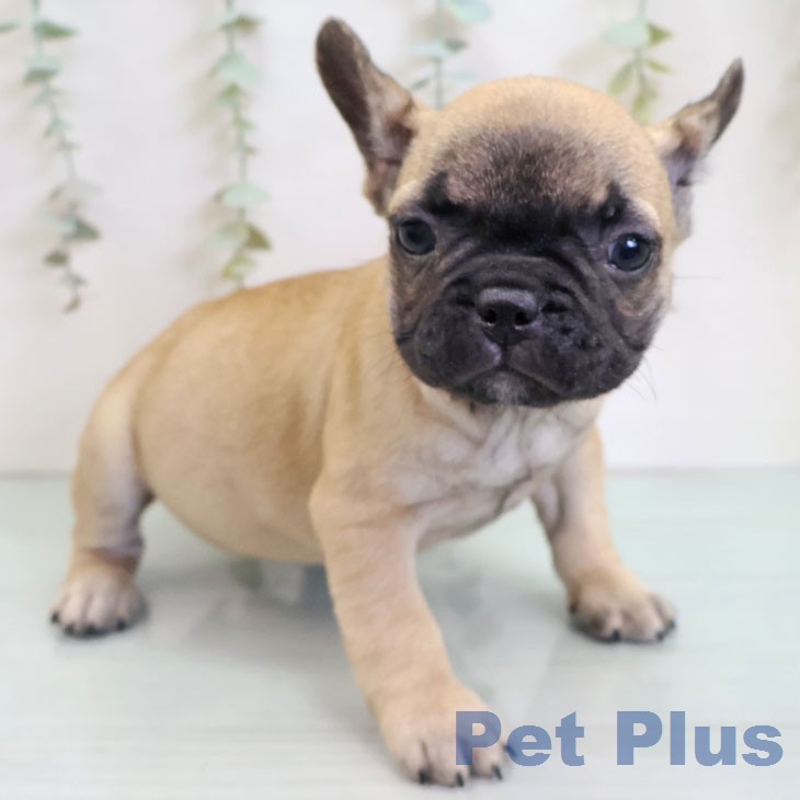 フレンチ・ブルドッグ