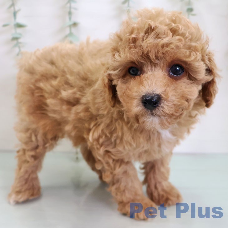 トイ・プードル