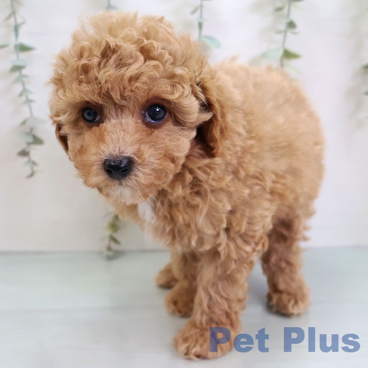 トイ・プードルの写真2