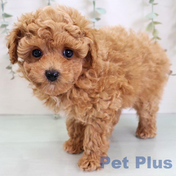 トイ・プードル