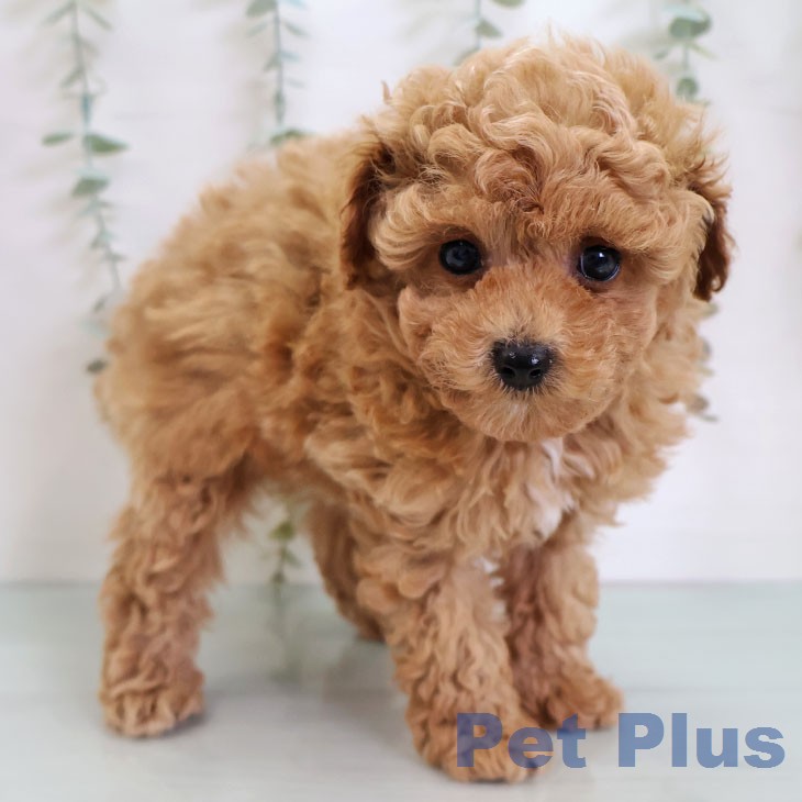 トイ・プードルの写真2