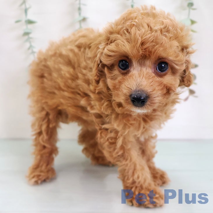 トイ・プードル