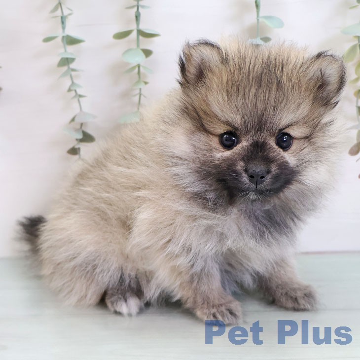 ポメラニアンの写真2