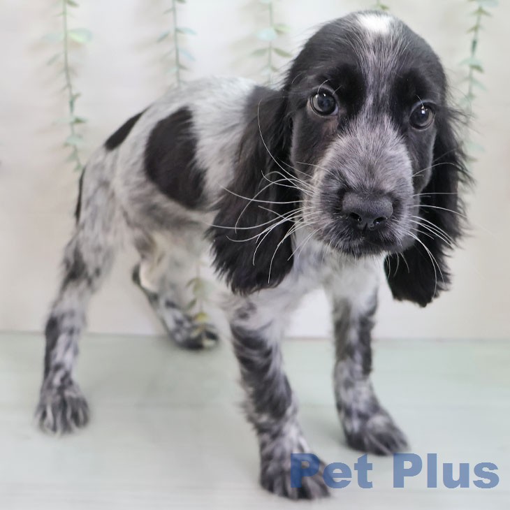 イングリッシュ・コッカー・スパニエル