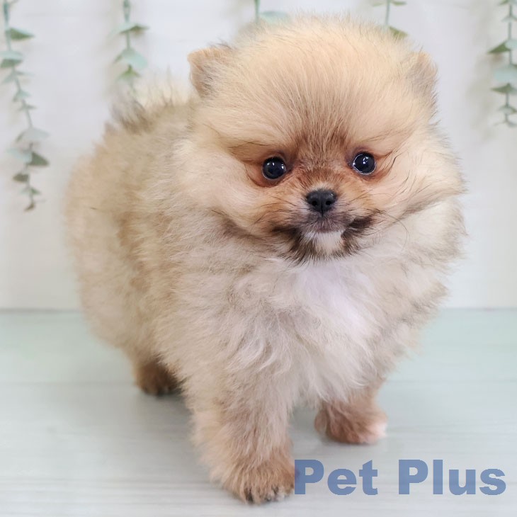 ポメラニアンの写真2