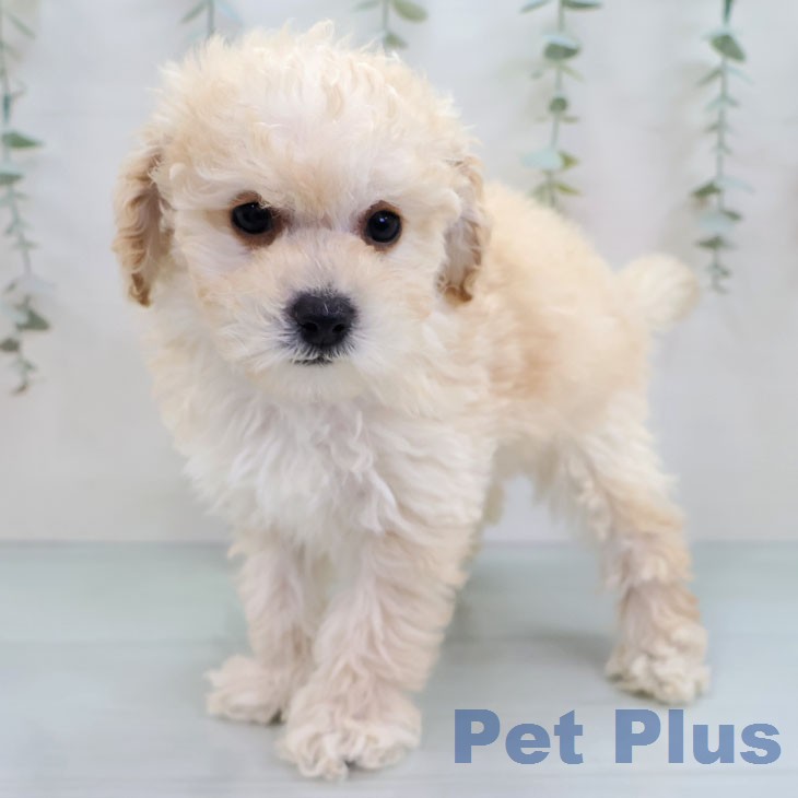 トイ・プードル