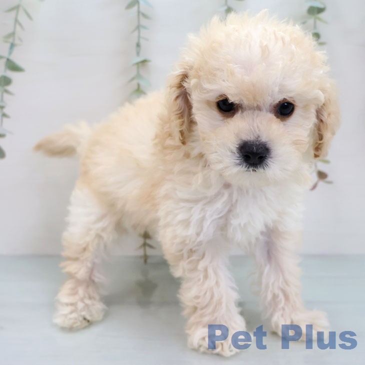 トイ・プードル