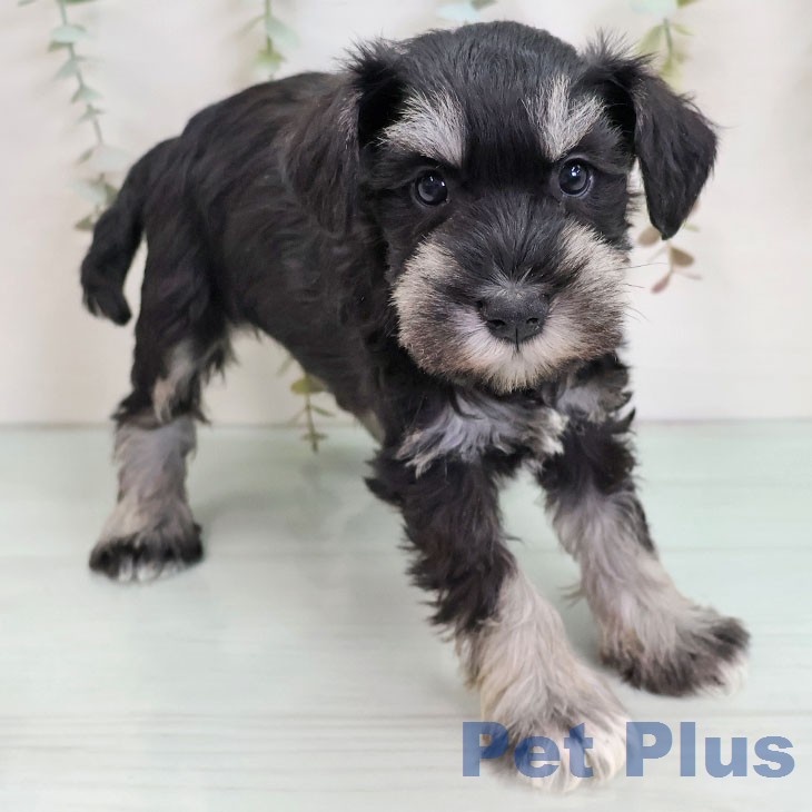 ミニチュア・シュナウザーの写真2