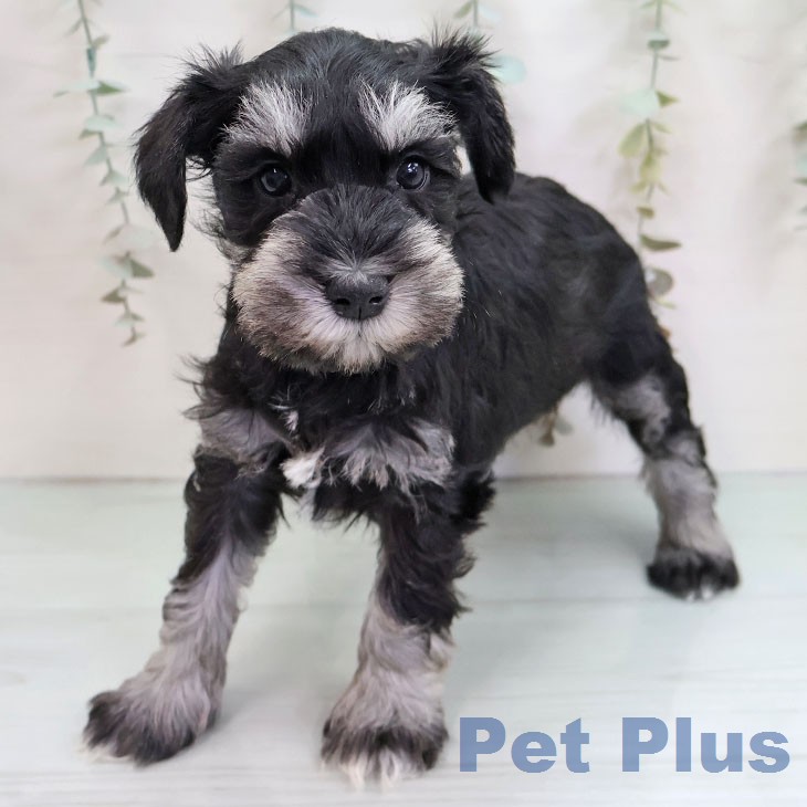 ミニチュア・シュナウザー