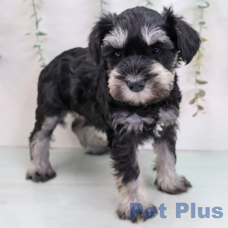 ミニチュア・シュナウザー