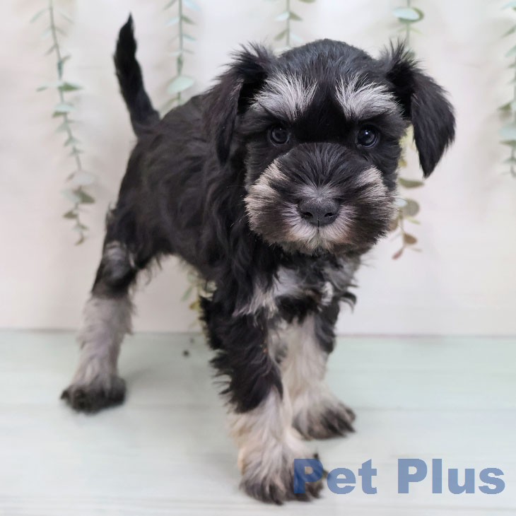 ミニチュア・シュナウザー