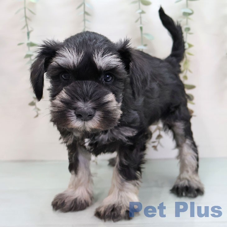 ミニチュア・シュナウザーの写真2