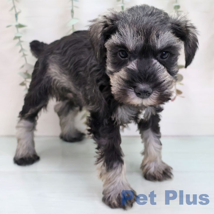 ミニチュア・シュナウザー