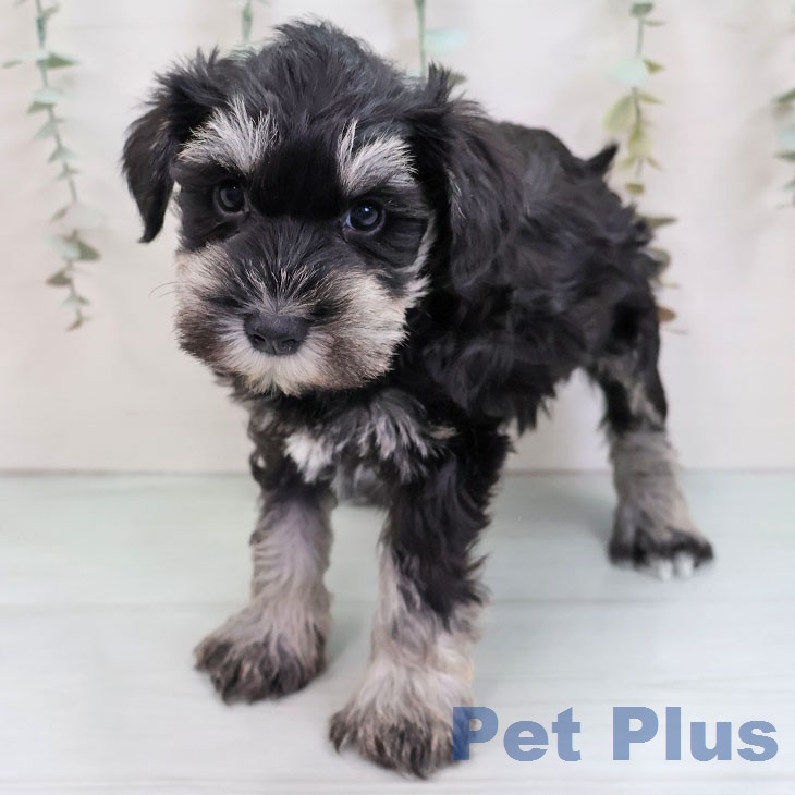 ミニチュア・シュナウザー