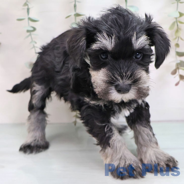 ミニチュア・シュナウザー