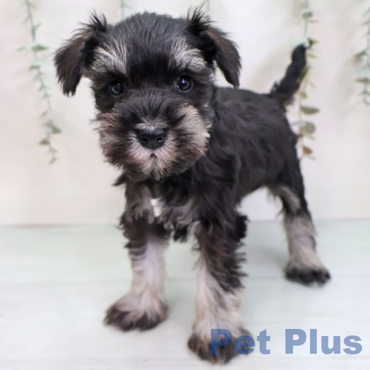 ミニチュア・シュナウザーの写真2