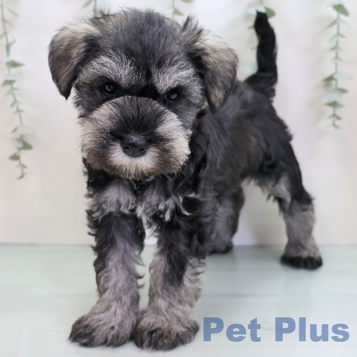 熊本県のミニチュアシュナウザー (ペットプラス 熊本店/2025年12月30日生まれ/女の子/ソルトペッパー)の子犬の1枚目の画像
