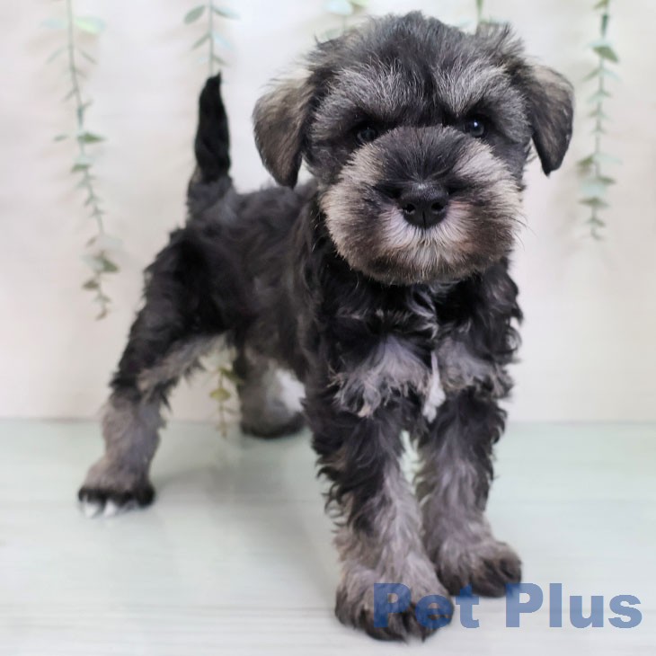 熊本県のミニチュアシュナウザー (ペットプラス 熊本店/2025年12月30日生まれ/女の子/ソルトペッパー)の子犬の2枚目の画像