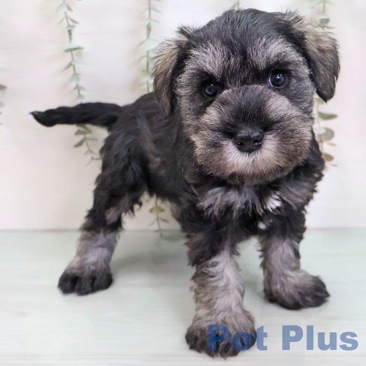 ミニチュア・シュナウザー