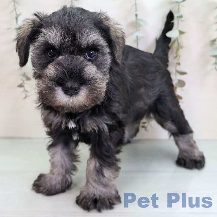 ミニチュア・シュナウザーの写真2