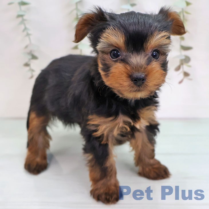 ヨークシャー・テリアの写真2